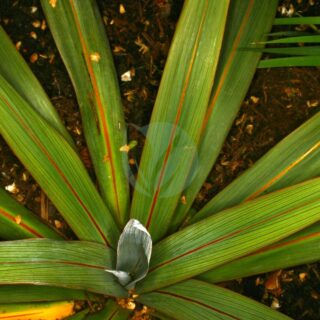 Dracaena-indivisa-clorofila.jpeg