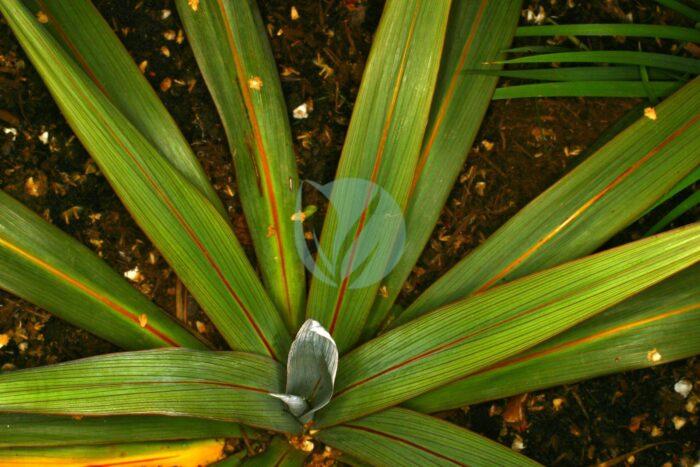 Dracaena indivisa clorofila