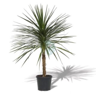 Dracaena-indivisa-maroc-clorofila.jpeg