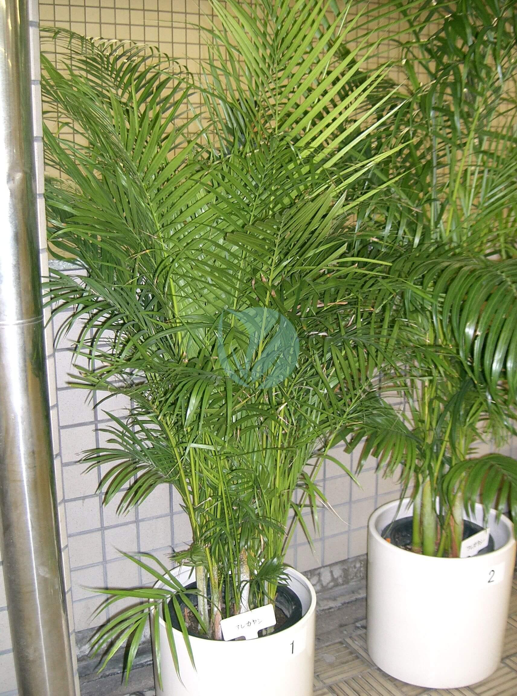 Areca, Palmier d'intérieur + cache pot blanc 22 cm. - Dypsis lutescens