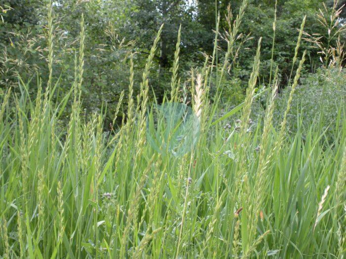 Elymus repens scaled