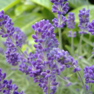 English_Lavender-scaled-1.jpg
