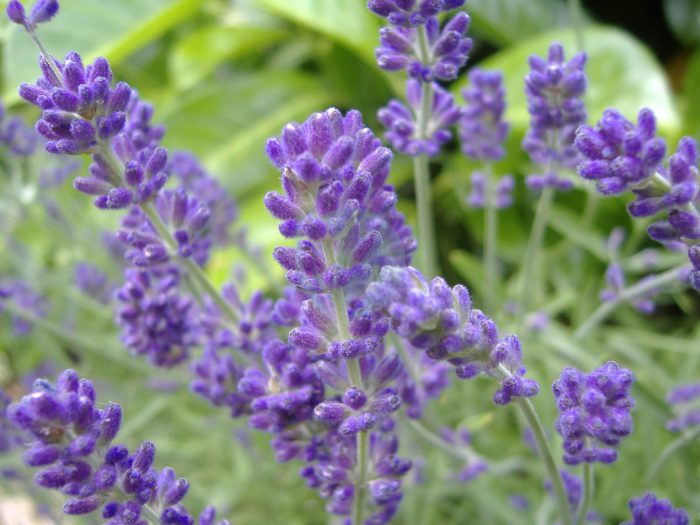 English Lavender scaled