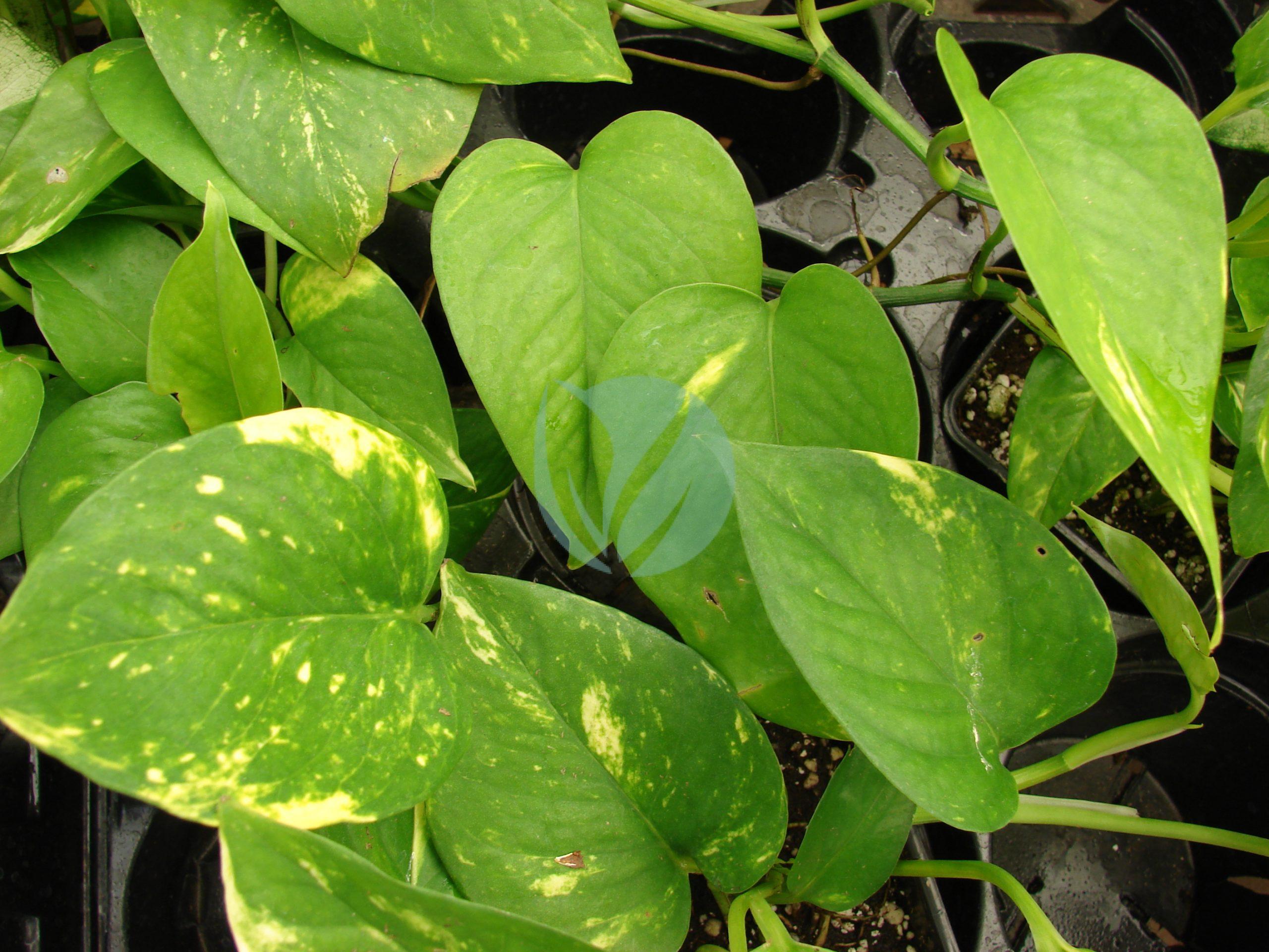 Epipremnum pinnatum suspendu clorofila scaled