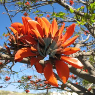 Erythrina_Caffra_flower.jpg