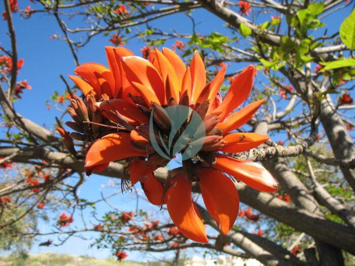 Erythrina Caffra flower