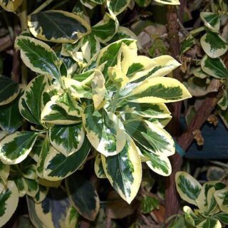 Euonymus_japonicus_Silver_King_0zz.jpg