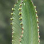 Euphorbia ingens Samdan agaci Adana scaled