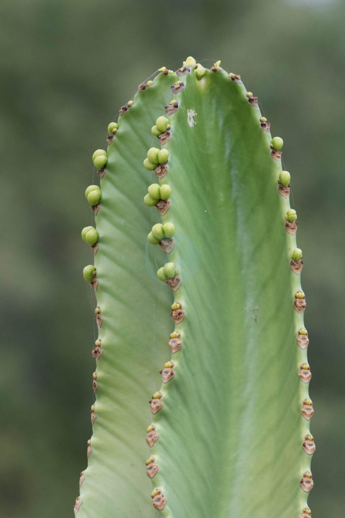Euphorbia ingens Samdan agaci Adana scaled