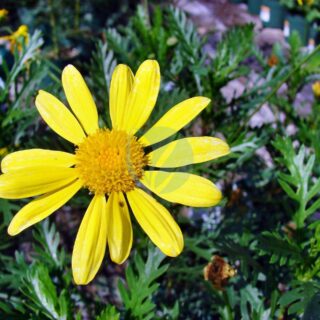 Euryops_pectinatus03-scaled-1.jpg