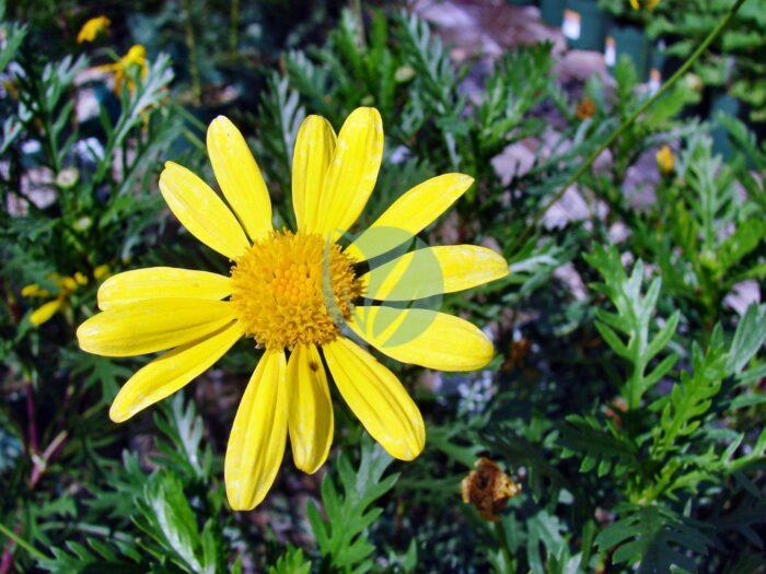 Euryops pectinatus scaled