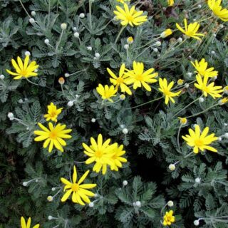 Euryops_pectinatus_hortulus_001.jpg