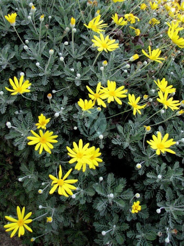 Euryops pectinatus hortulus