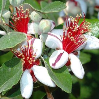 Feijoa-Sellowiana-maroc.jpeg