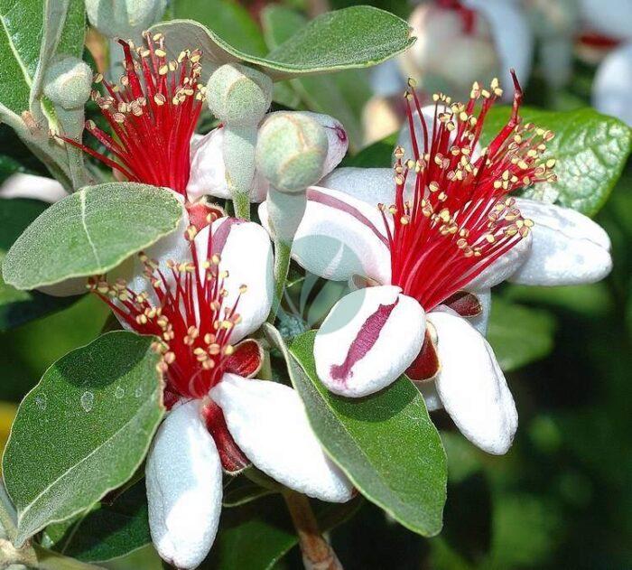 Feijoa Sellowiana maroc