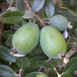 Feijoa feijoa sellowiana maroc