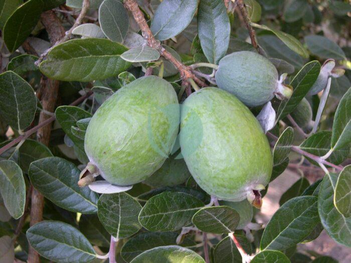 Feijoa feijoa sellowiana maroc