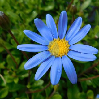 Felicia_heterophylla_forever_blue-scaled-1.jpg