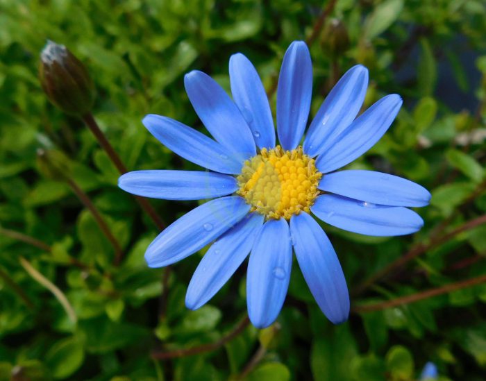 Felicia heterophylla forever blue scaled