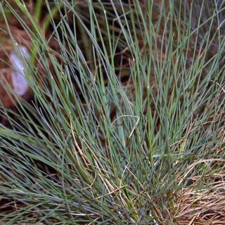 Festuca_ovina_glauca_Elijah_Blue_0zz.jpg