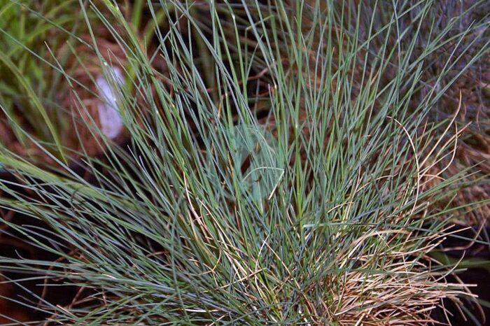 Festuca ovina glauca Elijah Blue zz