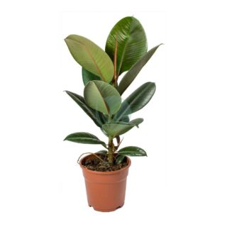 Ficus-elastica-maroc.jpeg