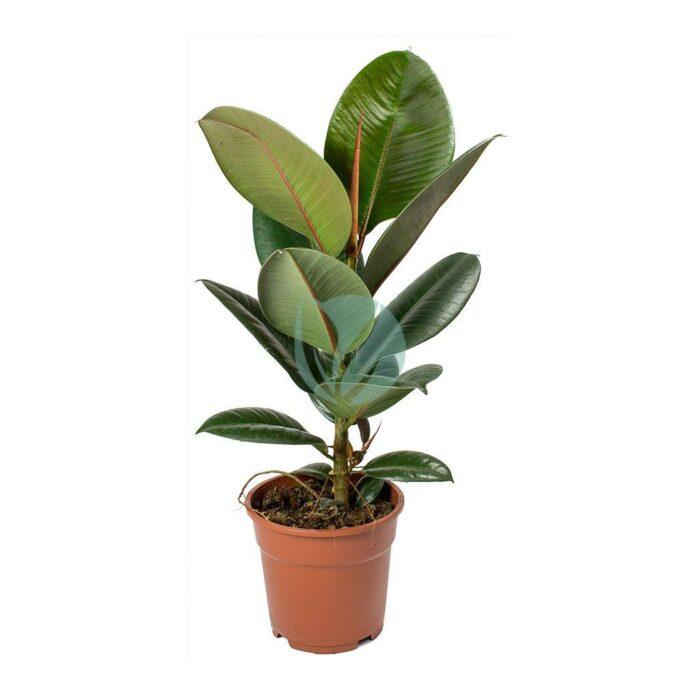 Ficus elastica maroc