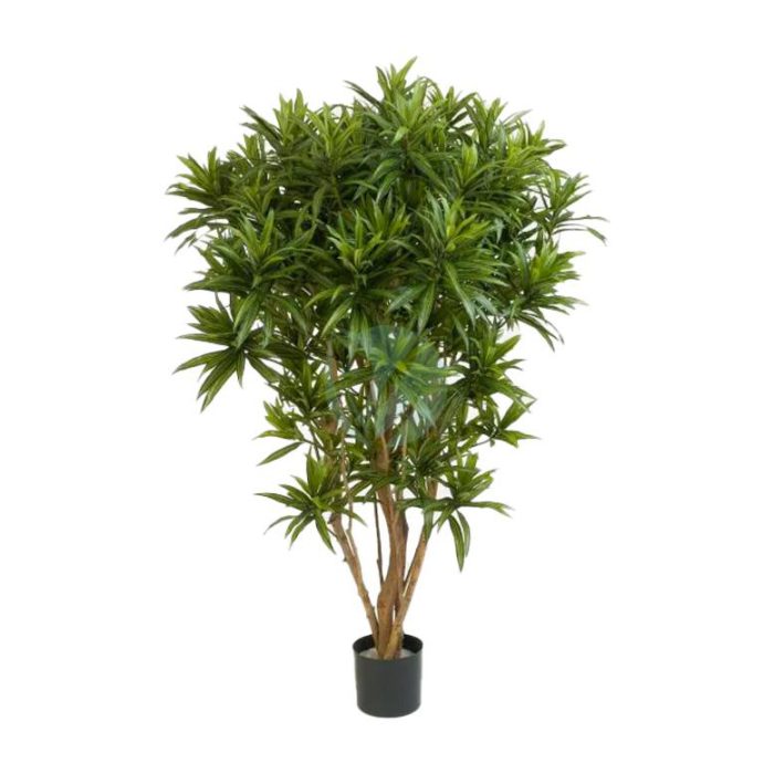 Ficus elastica maroc
