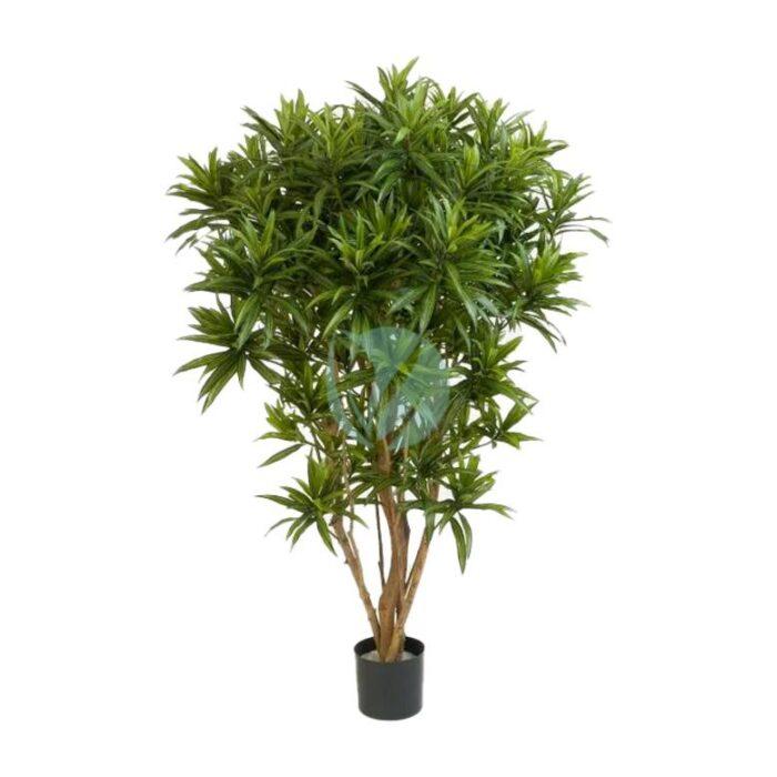 Ficus elastica maroc