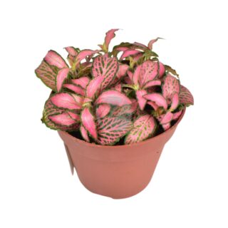 Fittonia-verschaffeltii-maroc-clorofila.jpeg