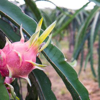 Fruit-du-dragon-pitaya-maroc.jpeg