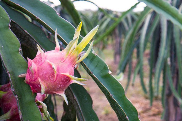 Fruit du dragon pitaya maroc