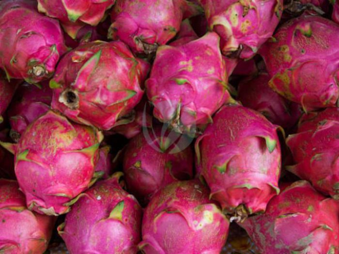 Fruit du dragon pitaya maroc clorofila