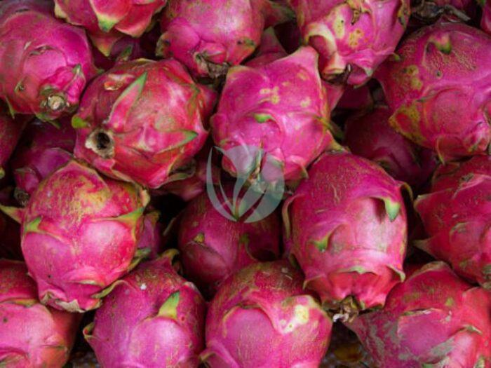 Fruit du dragon pitaya maroc clorofila