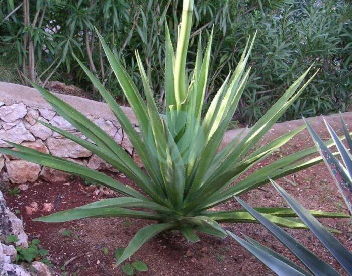 Furcraea foetida maroc