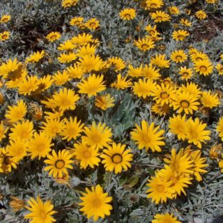 Gazania_longiscapa.jpg