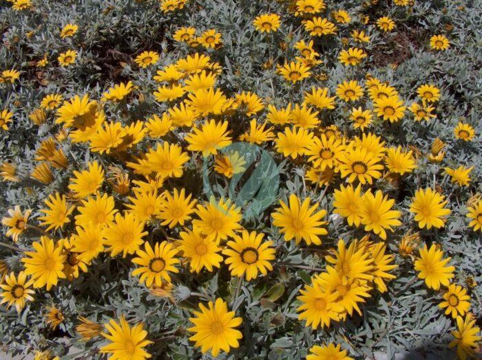 Gazania longiscapa