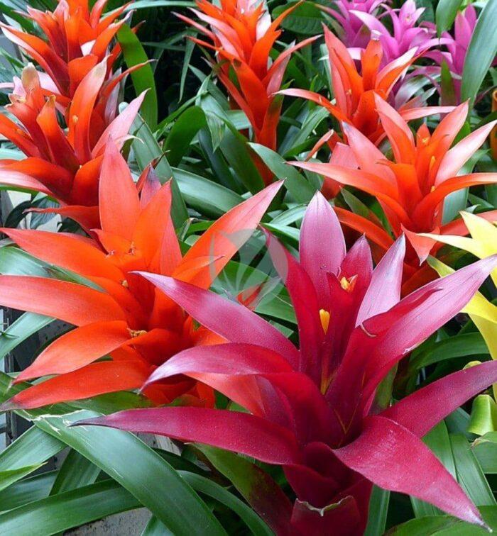 Guzmania tempo clorofila