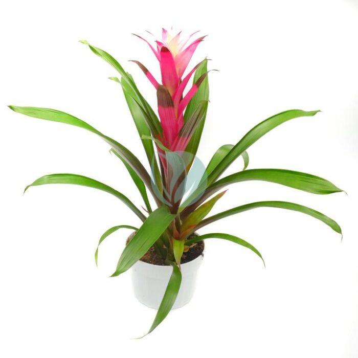 Guzmania tempo maroc clorofila