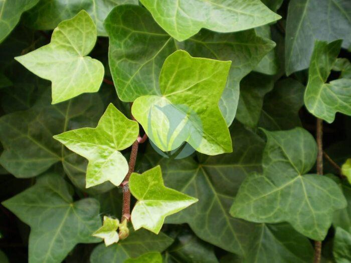 Hojas de Hedera helix