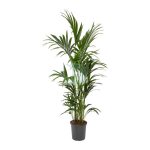 Howea forsteriana kentia maroc clorofila