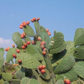 Indian_Fig_2_-_Opuntia_ficus-indica.jpg