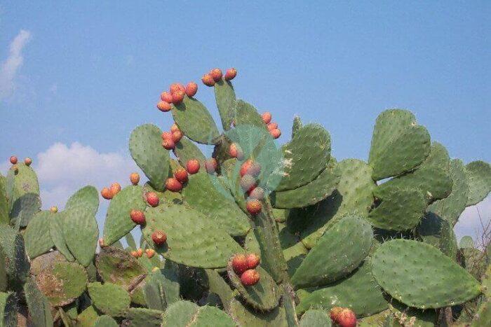 Indian Fig Opuntia ficus indica