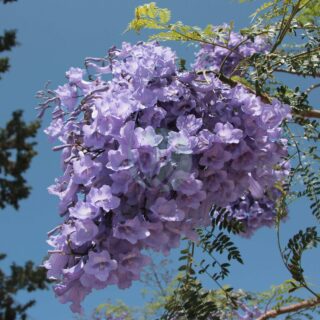 Jacaranda_mimosifolia_5334-scaled-1.jpg