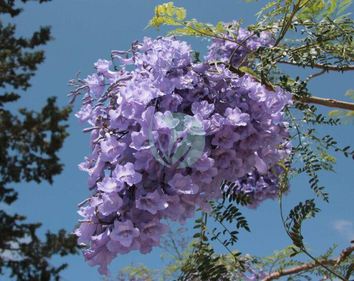 Jacaranda mimosifolia scaled