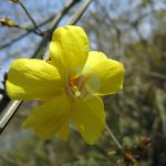 Jasminum mesnyi scaled