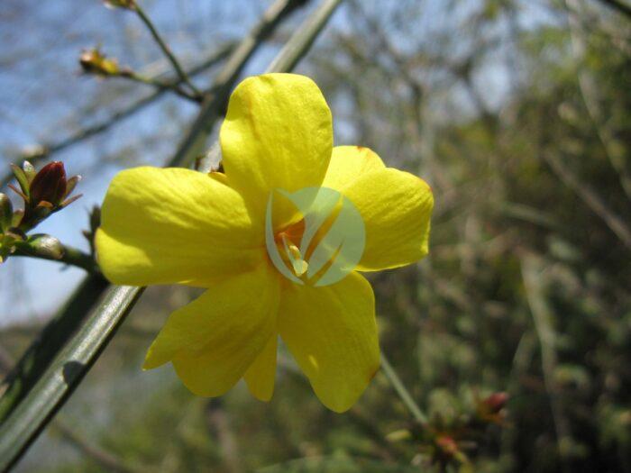 Jasminum mesnyi scaled