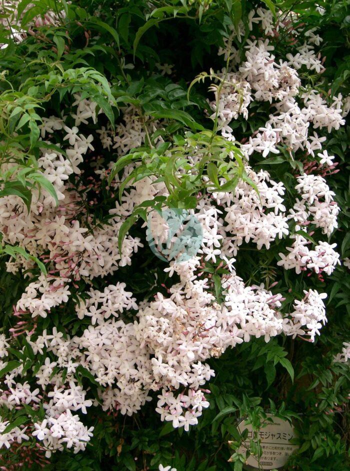 Jasminum polyanthum