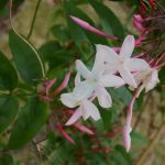 Jasminum polyanthum flowers