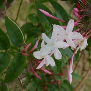 Jasminum_polyanthum_flowers.jpg